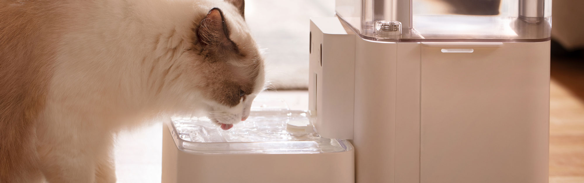 Cat drinking filtered water.